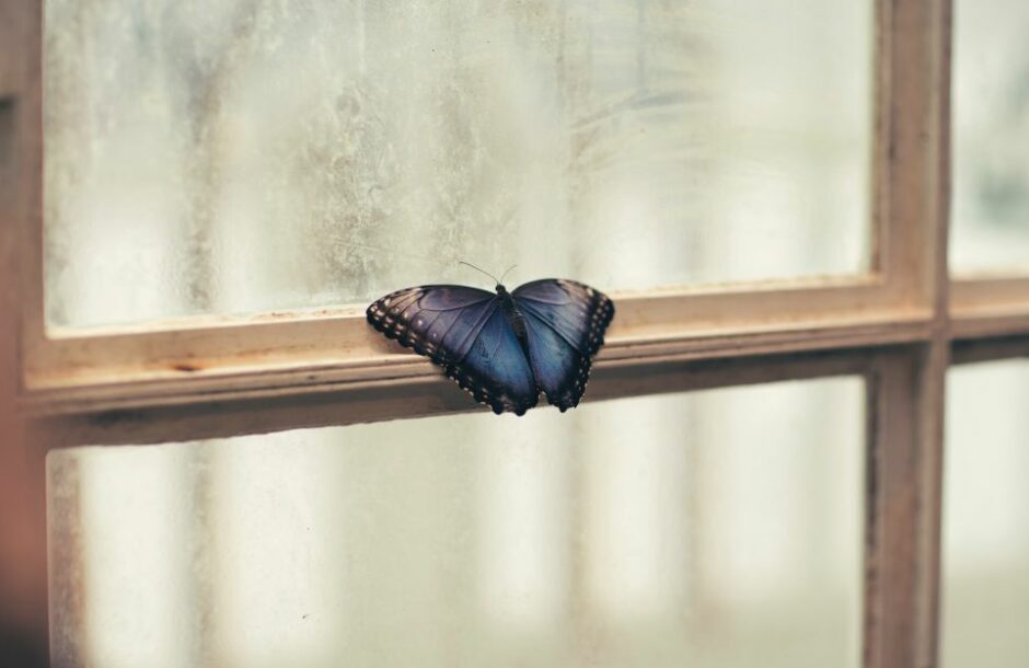 horoskop