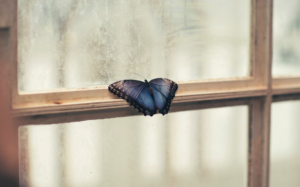 horoskop